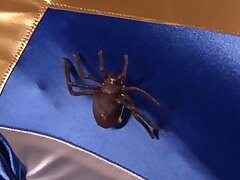 SPSD64_01 Passionate Asian Beauty Ignites Intense Erotic Battle